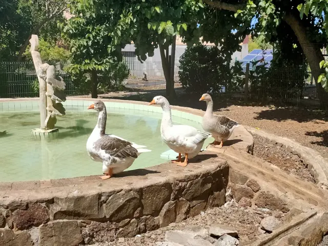 Gansos brancos no lago de pedra