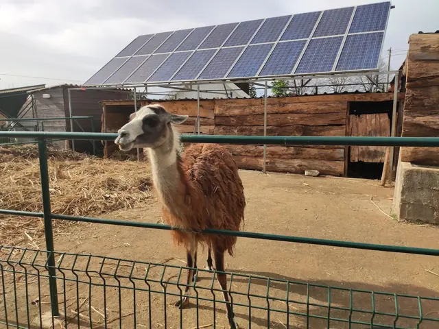 Lama no cercado