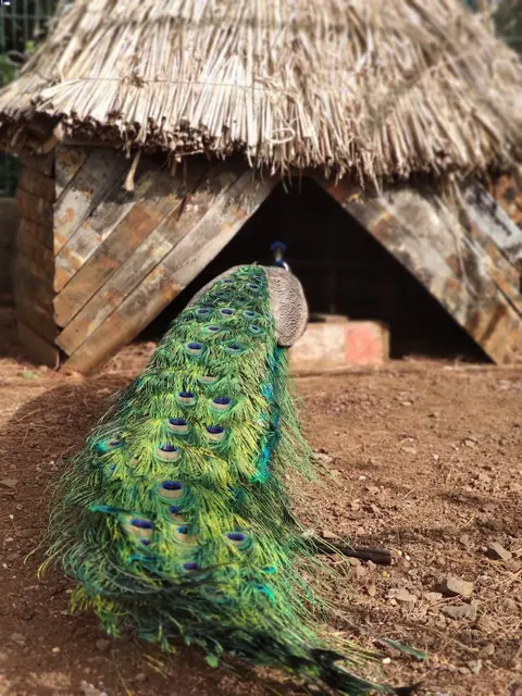Pavão de cauda verde